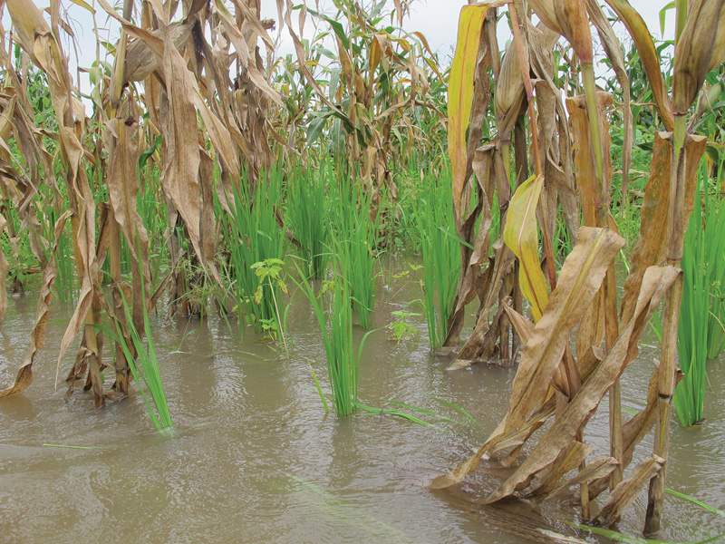 Hivernage 2024 : Plus 647 000 tonnes détruites par la pluie